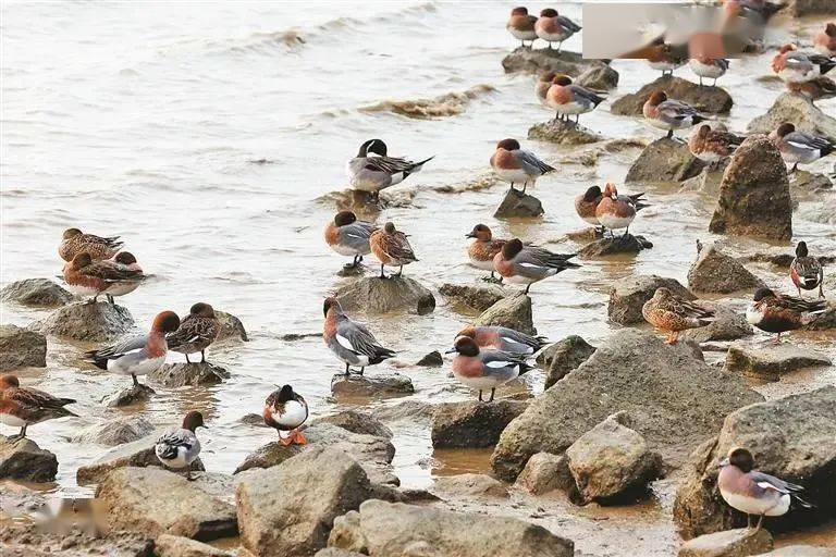 “護(hù)鳥(niǎo)心切”超暖心！深圳各大海濱公園為候鳥(niǎo)關(guān)燈引網(wǎng)友點(diǎn)贊（圖說(shuō)：越冬的候鳥(niǎo)在深圳灣公園棲息）.jpeg
